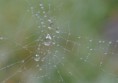 /album/kattas-blandade/spindelnat-4webb-jpg/